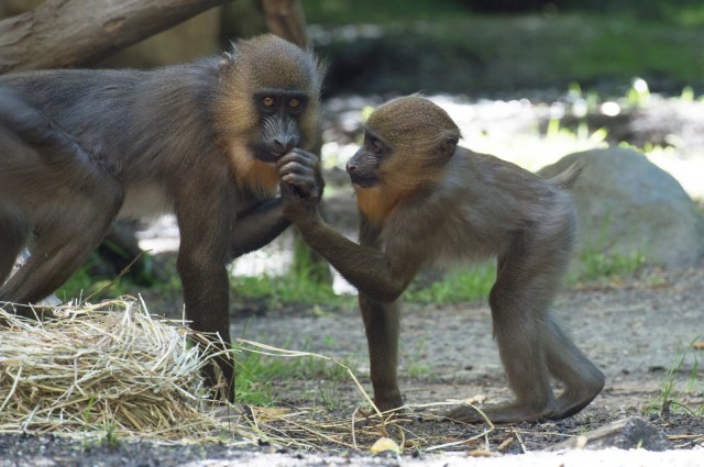 _Julie Larsen Maher 9936 Mandrill and Baby CON BZ 06 04 13