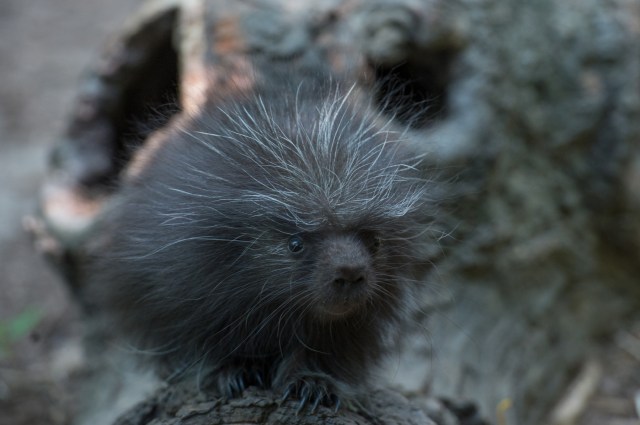 Julie Larsen Maher_1650_North American Porcupine Porcupette_CZ _BZ_08 07 15