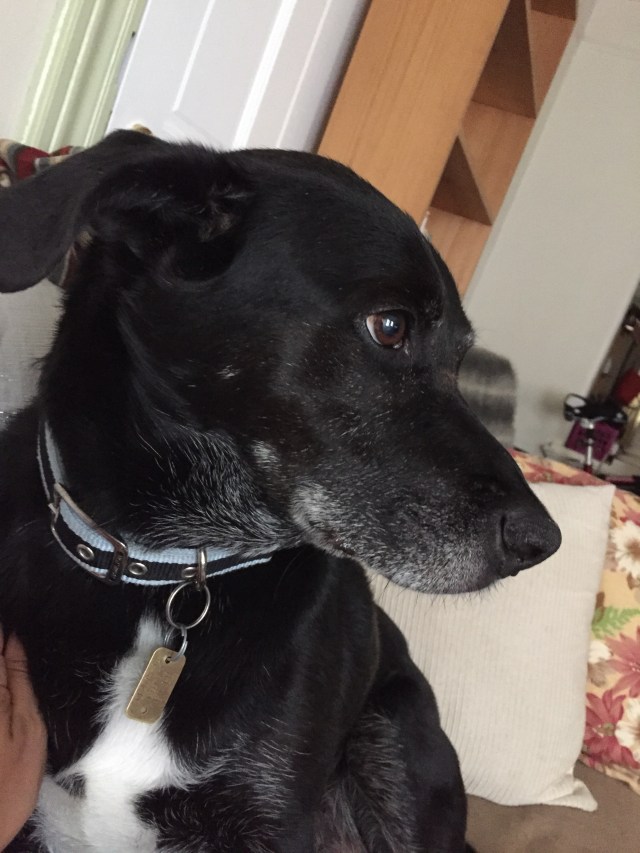 Skunky on his last week alive. :( 