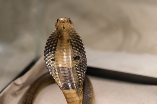 Julie Larsen Maher_5332_Indian Cobra_BZ_12 18 15.jpg