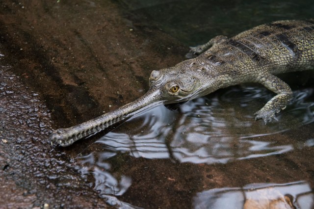 Julie Larsen Maher_0936_Gharials_JUN_BZ_01 26 17.JPG