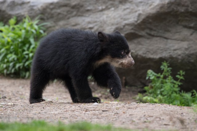 _Julie Larsen Maher_1638_Andean Bear and Cub_QZ_05 01 17